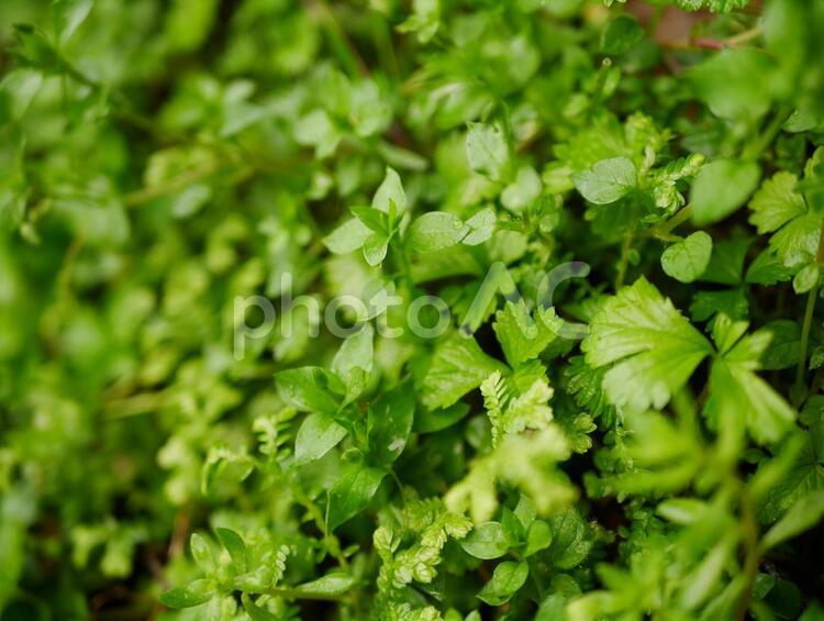雨上がりの野草 雑草,やそう,ざっそうの写真素材
