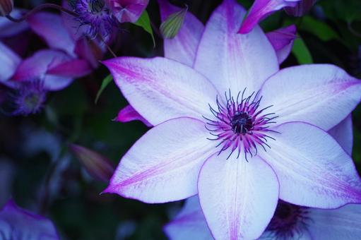 紫の花 紫の花の写真