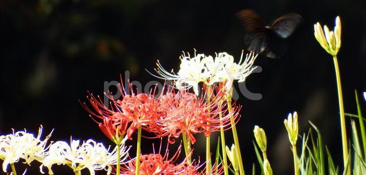 白い曼珠沙華に止まる黒い蝶 曼珠沙華,白い花,彼岸花の写真素材