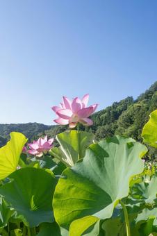 蓮の花 蓮の花 蓮の花,ハスの花,花の写真素材