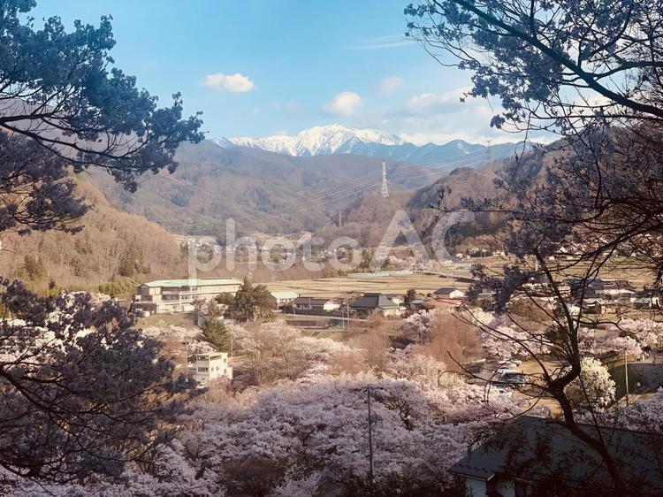 夕方の桜 南アルプス,雪山,桜の写真素材