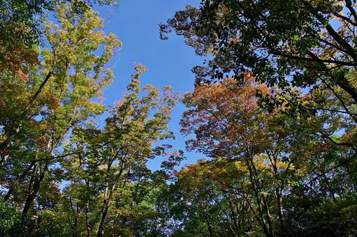秋空と色づく森 秋空と色づく森 紅葉,始まり,秋の写真素材