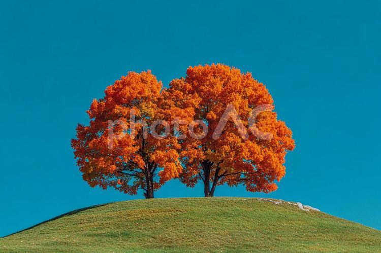 晴れた日のカエデの木 紅葉,カエデ,もみじの写真素材