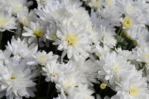 クローズアップの白い玉菊 秋,鮮やか,自然の写真素材