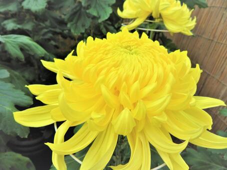 菊の花 菊の花の写真