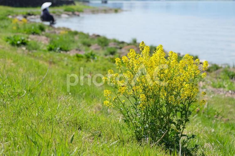 菜の花の咲く湖畔 菜の花,花,アブラナの写真素材