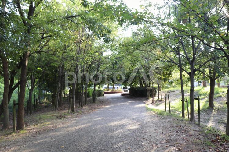 公園　散歩　緑　風景　道 公園,散歩,道の写真素材