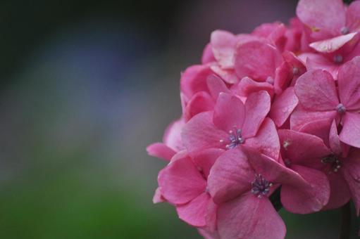紫陽花 紫陽花の写真