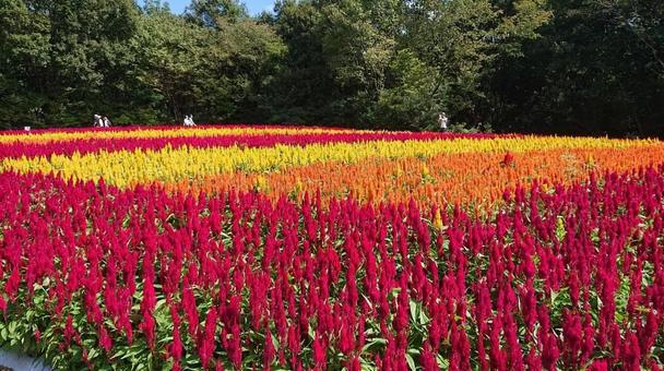 森林公園のケイトウ 森林公園のケイトウ ケイトウ,森林公園,埼玉県の写真素材