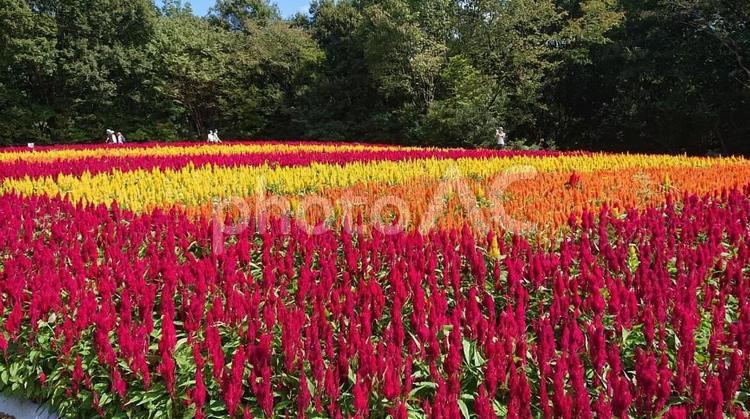 森林公園のケイトウ ケイトウ,森林公園,埼玉県の写真素材