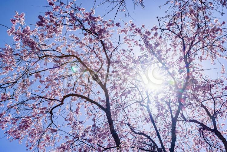 京都府　原谷苑の桜風景 原谷苑,桜,風景の写真素材