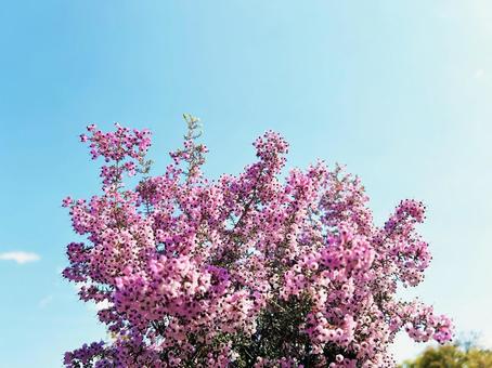 エリカの花と青空 エリカの花と青空の写真