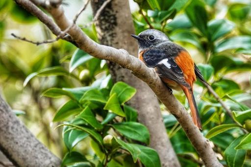 Wild Bird 5, JPG