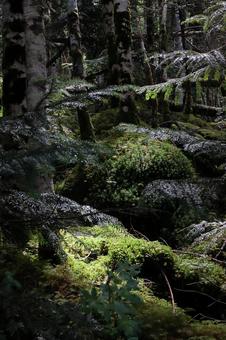 樹海 苔の林 樹海 苔の林の写真