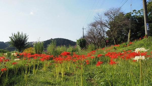 曼珠沙華公園付近・彼岸花&丘陵(日高市) 曼珠沙華公園付近・彼岸花&丘陵(日高市) 秋,曼珠沙華,赤の写真素材