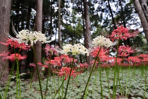 彼岸花 彼岸花の写真