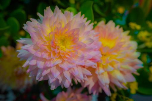 ダリアの開花 ダリアの開花の写真