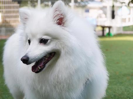 Photo, dog, japan spitz, japanese dog, 