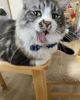 あくび あくびの写真