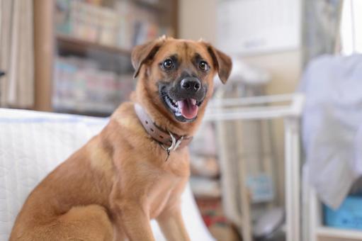 Photo, dog, animal, living things, 