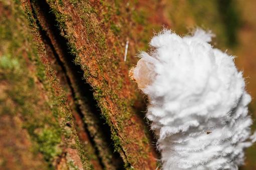 蝉の成虫に寄生するセミヤドリガNO幼虫 蝉の成虫に寄生するセミヤドリガNO幼虫の写真