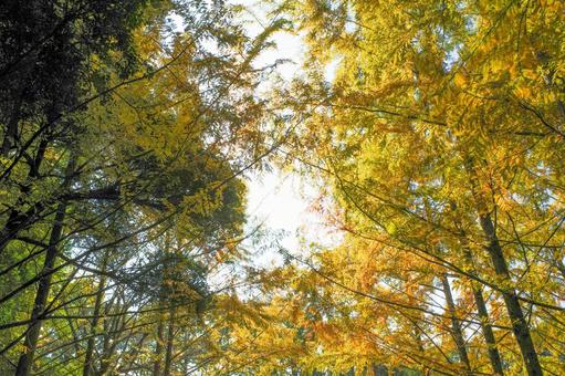 植物 メタセコイア 植物,針葉樹,メタセコイアの写真素材