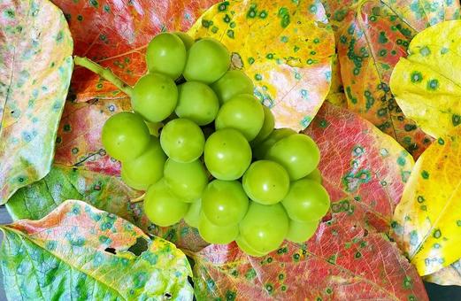 紅葉の柿の葉背景シャインマスカット 紅葉の柿の葉背景シャインマスカット ぶどう,マスカット,シャインマスカットの写真素材