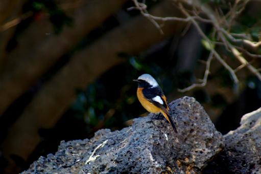 <五島の冬の野鳥>ジョウビタキの雄 <五島の冬の野鳥>ジョウビタキの雄の写真