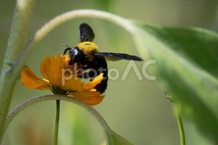 鮮やかなオレンジ色の花にとまるクマバチ クマバチ,クマンバチ,ハナバチの写真素材