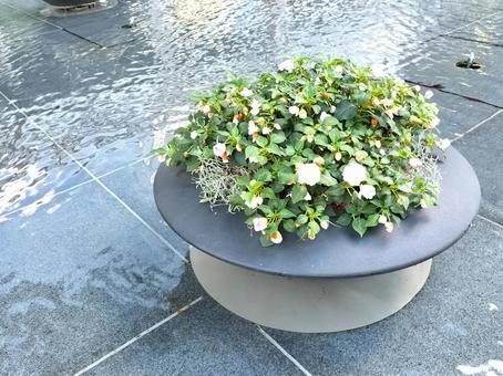 池の中の水盆 池の中の水盆 鉢,池,植物の写真素材