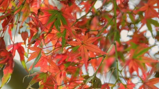 赤く染まるもみじの葉 もみじ,紅葉,葉の写真素材