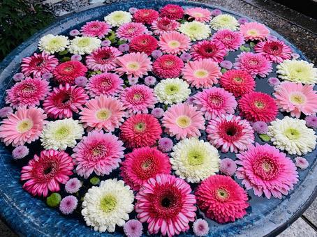 花手水 花手水の写真