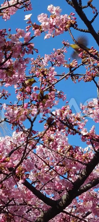 メジロと桜 桜,さくら,サクラの写真素材