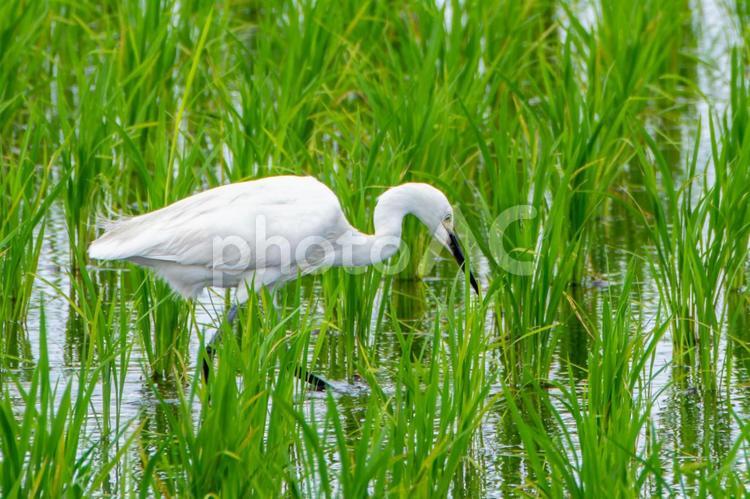 水田にいる白鷺 サギ,水鳥,シラサギの写真素材