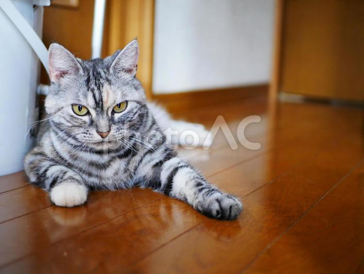 我が家のニャンコ　廊下にて　 動物,ねこ,ネコの写真素材
