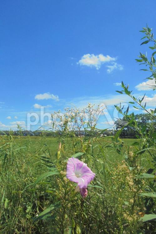 106　北国の初夏 あおぞら,白い雲,北海道の写真素材