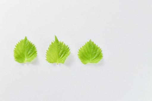 フレッシュな3枚の大葉／青じその素材 大葉,青じそ,しその写真素材