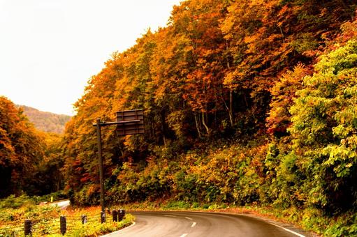 紅葉ドライブ 紅葉ドライブの写真