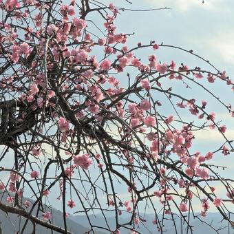 故郷のしだれ梅 故郷のしだれ梅の写真