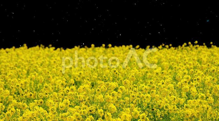 粉雪舞う菜の花畑、黒背景 菜の花,菜花,季節の写真素材