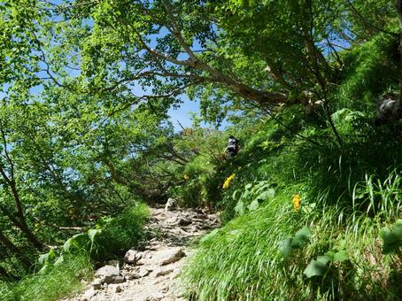 北岳 草すべり 北岳 草すべりの写真