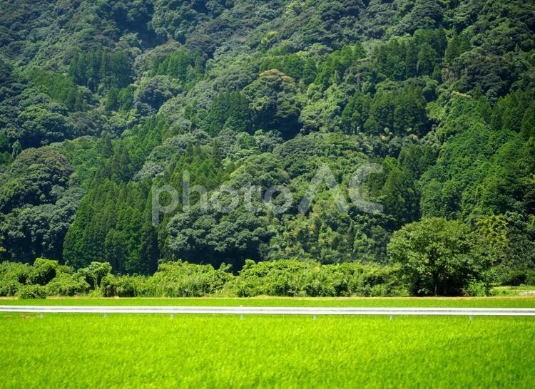 稲緑と山に囲まれた田舎の風景01 田舎,稲,田んぼの写真素材