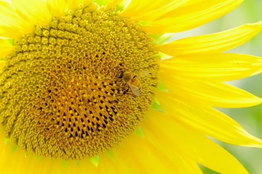 Sunflowers and bees shining in the summer sunshine, JPG