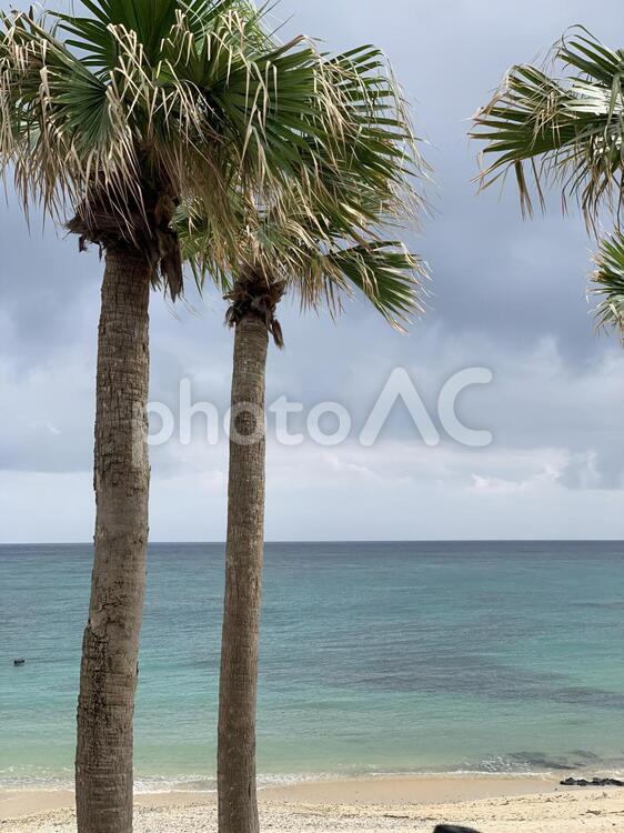 ヤシの木 浜,砂,熱帯の写真素材