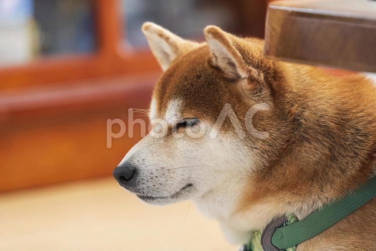 眠さを我慢してパンの切れ端を気にする柴犬 柴犬,しばいぬ,日本犬の写真素材