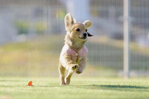 ドッグランのワンコ 犬,雑種,いぬの写真素材