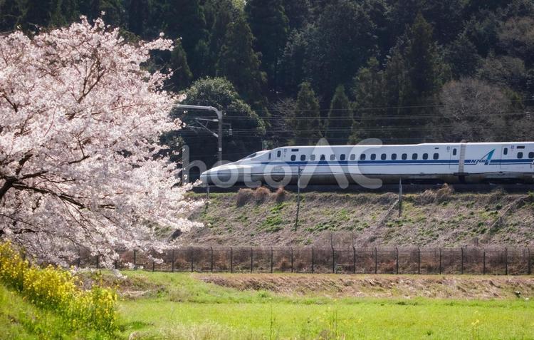 桜と新幹線の景色（滋賀県米原市） 新幹線,春,桜の写真素材