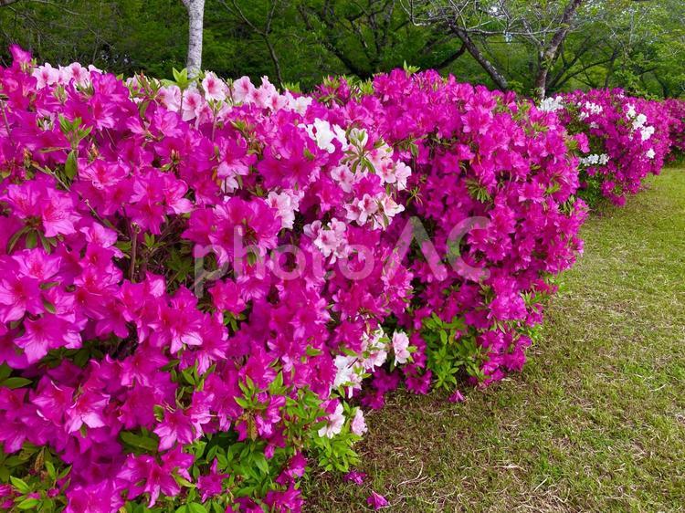 ツツジ　満開のつつじ　 ツツジ,満開,5月の花の写真素材