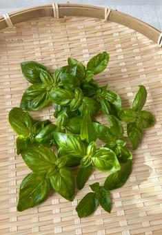 摘みたて新鮮な家庭菜園のバジル（縦 バジル,ハーブ,香草の写真素材