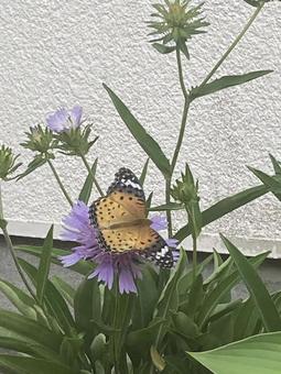 Photo, tsunaglo hiyomon, butterfly, butterflies stuck in a flower, 